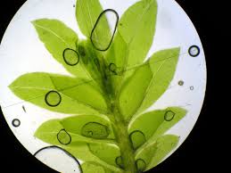 Attēlu rezultāti vaicājumam “Fissidens bryoides”