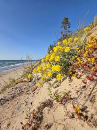 Attēlu rezultāti vaicājumam “Alyssum gmelinii”