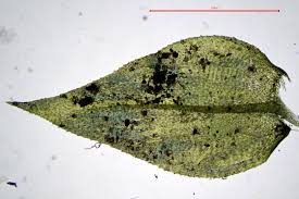 Attēlu rezultāti vaicājumam “Eurhynchium hians”