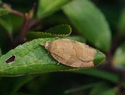 Attēlu rezultāti vaicājumam “Pandemis cinnamomeana female”