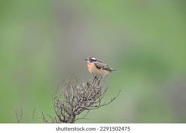 Attēlu rezultāti vaicājumam “Saxicola rubetra adult”