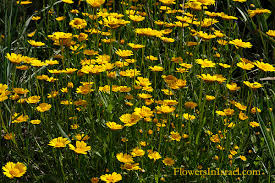 Image result for Chrysanthemum segetum