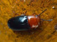 Attēlu rezultāti vaicājumam “Triplax russica”