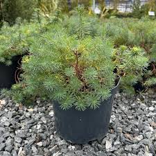 Attēlu rezultāti vaicājumam “Euphorbia cyparissias leaf”