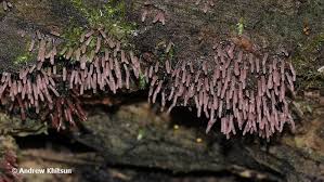 Attēlu rezultāti vaicājumam “Stemonitopsis typhina young”