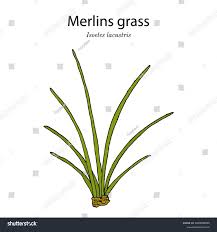 Attēlu rezultāti vaicājumam “Isoetes lacustris”