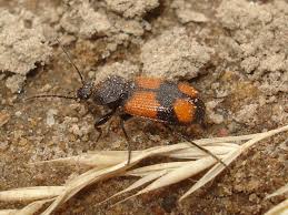 Attēlu rezultāti vaicājumam “Panagaeus cruxmajor”