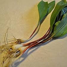 Attēlu rezultāti vaicājumam “Allium ursinum fruit”