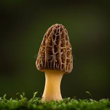 Attēlu rezultāti vaicājumam “Morchella sp.”