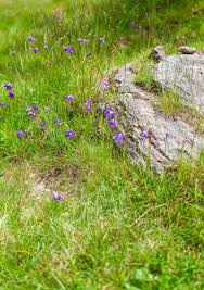 Attēlu rezultāti vaicājumam “Abietinella abietina”