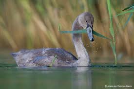 Attēlu rezultāti vaicājumam “Cygnus olor juvenile”