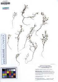 Attēlu rezultāti vaicājumam “Trichia contorta young”