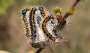 Attēlu rezultāti vaicājumam “Aporia crataegi larva”