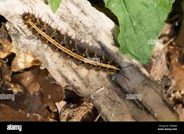 Attēlu rezultāti vaicājumam “Argynnis paphia larva”