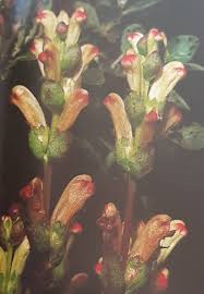 Attēlu rezultāti vaicājumam “Pedicularis sceptrum-carolinum leaf”