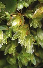 Attēlu rezultāti vaicājumam “Mnium lycopodioides”