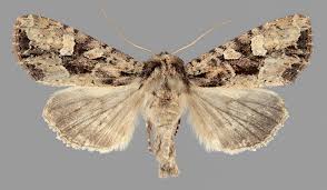 Attēlu rezultāti vaicājumam “Apamea remissa”