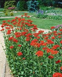 Image result for Lychnis chalcedonica `Dusky Salmon`