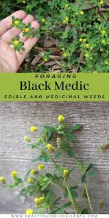 Attēlu rezultāti vaicājumam “Medicago lupulina fruit”