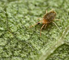 Attēlu rezultāti vaicājumam “Bryobia praetiosa”