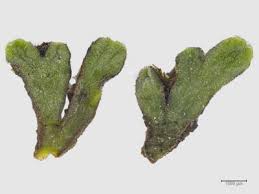 Attēlu rezultāti vaicājumam “Riccia bifurca”