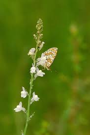 Attēlu rezultāti vaicājumam “Argynnis adippe underside”