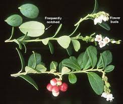 Attēlu rezultāti vaicājumam “Vaccinium vitis-idaea”
