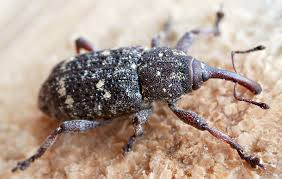 Attēlu rezultāti vaicājumam “Pissodes piniphilus”