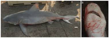 Image result for Paragaleus pectoralis