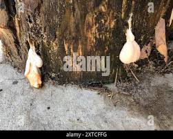 Attēlu rezultāti vaicājumam “Lycogala flavofuscum sessile”