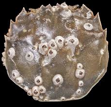 Attēlu rezultāti vaicājumam “Balanus improvisus”