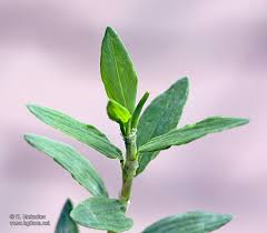 Attēlu rezultāti vaicājumam “Polygonum arenastrum flower”