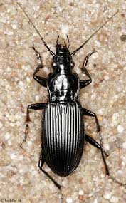 Attēlu rezultāti vaicājumam “Pterostichus melanarius”