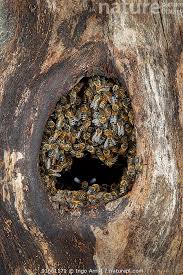 Attēlu rezultāti vaicājumam “Apis mellifera”