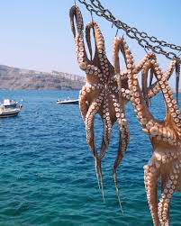 Image result for Octopushy (Croydon Area)