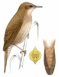 Image result for Locustella luscinioides