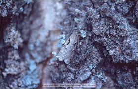 Attēlu rezultāti vaicājumam “Semioscopis oculella”