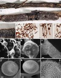 Attēlu rezultāti vaicājumam “Lignydium muscorum macro”