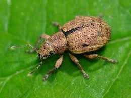 Attēlu rezultāti vaicājumam “Anthonomus phyllocola”