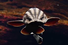 Image result for Poroderma africanum