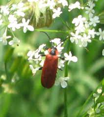 Attēlu rezultāti vaicājumam “Lygistopterus sanguineus larva”