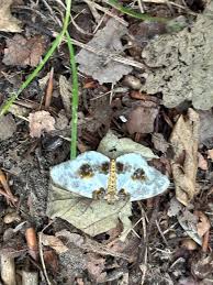 Attēlu rezultāti vaicājumam “Abraxas sylvata imago”