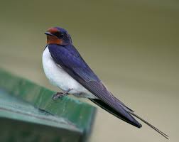 Attēlu rezultāti vaicājumam “Hirundo rustica”