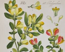 Attēlu rezultāti vaicājumam “Callitriche verna flower”