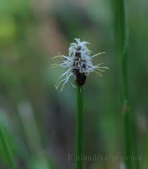 Attēlu rezultāti vaicājumam “Eleocharis uniglumis”