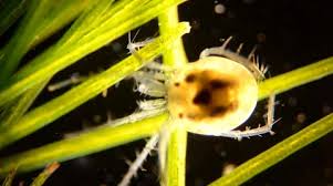 Attēlu rezultāti vaicājumam “Hydrachna”