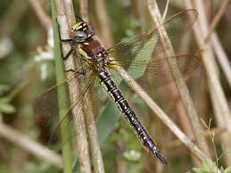 Attēlu rezultāti vaicājumam “Brachytron pratense”