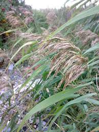Attēlu rezultāti vaicājumam “Phragmites communis fruit”