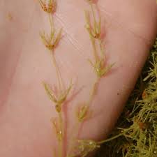 Attēlu rezultāti vaicājumam “Chara aspera”