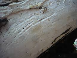 Attēlu rezultāti vaicājumam “Sidera lenis”